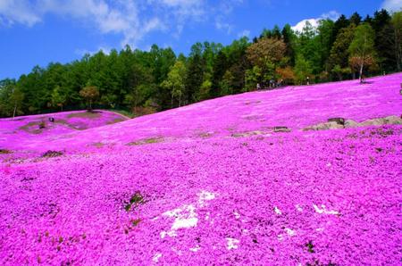 2012-5-24滝上・上湧別・サロマ 056.jpg